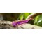 FishUp Diving Bug 5 cm